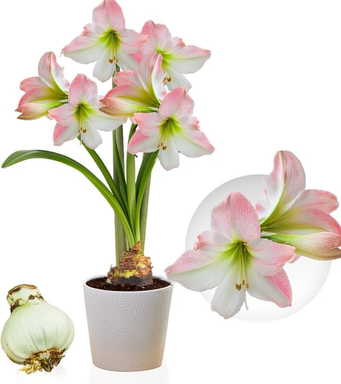 Amaryllis Bol - Apple Blossom - Bloembollen - 1 stuk - Rood-Wit - Bloem bollen