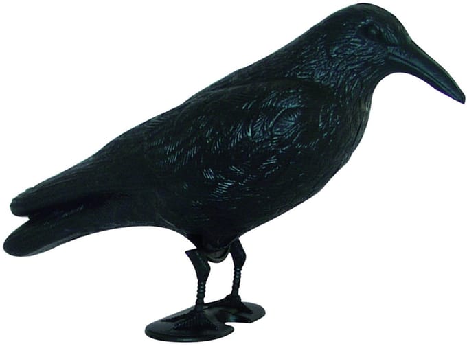 Zeemeeuw schrikkraai, vogelschrik