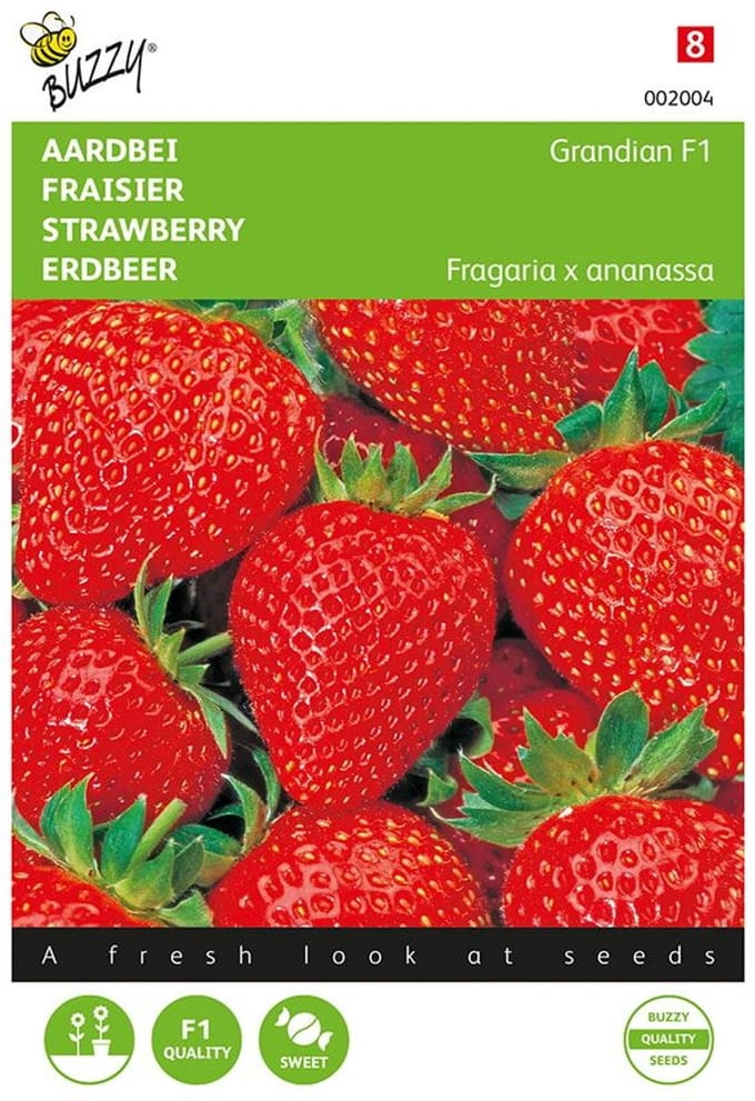 Buzzy® Aardbeien Grandian F1