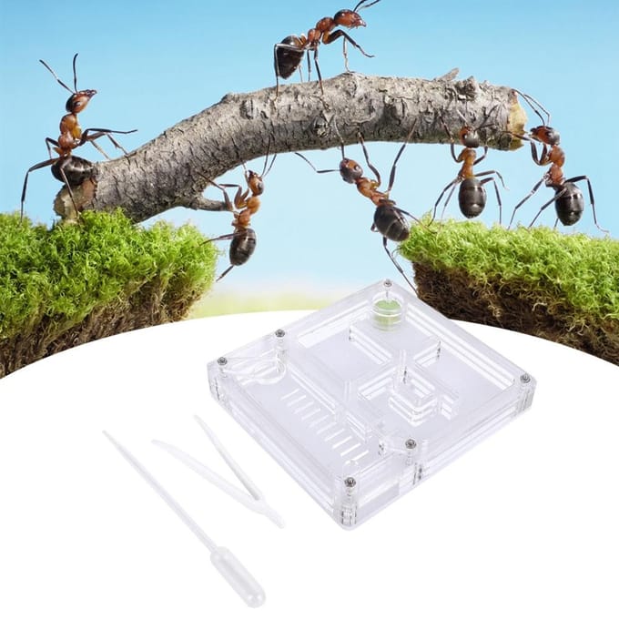 Acryl Transparant Mierenkweekhuis Nest Formicarium Displaybox Ornamentaal gray