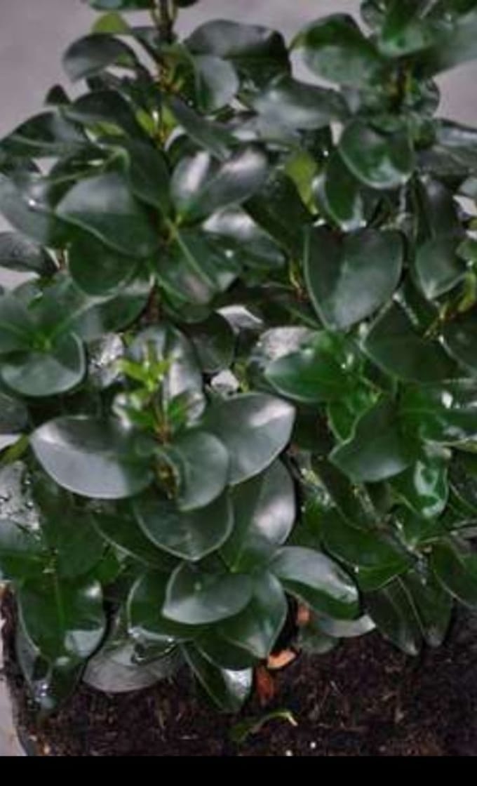 Ligustrum jap. 'Rotundifolium' - Ligustrum 20- 25 cm in pot