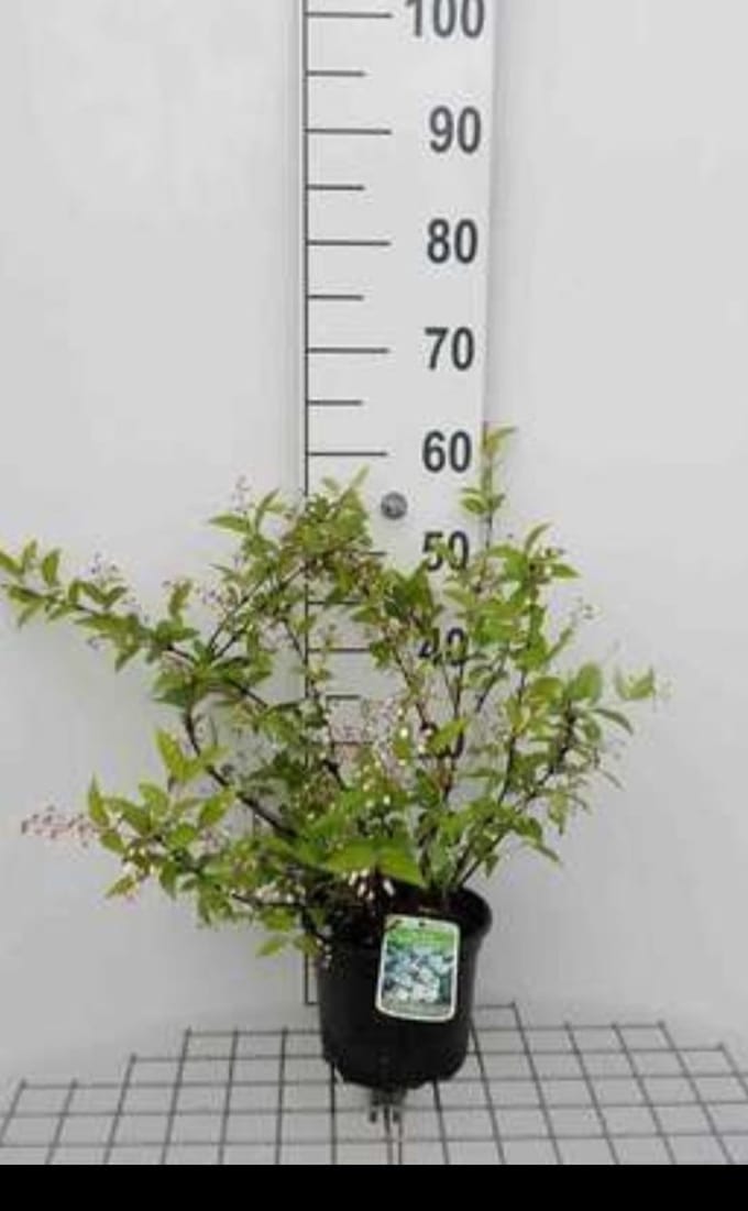 2 x Deutzia ros. 'Campanulata' - Bruidsbloem 40- 60 cm in pot