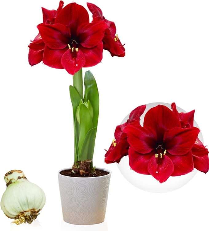 Amaryllis Bol - Dark Passion - Bloembollen - 1 stuk - Rood - Bloem bollen