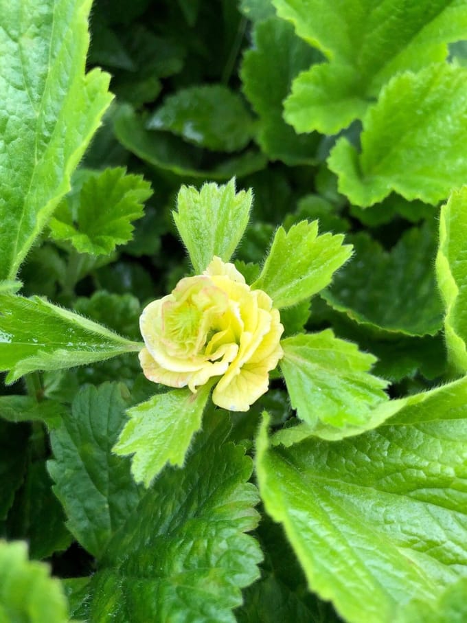 6 x Geum 'Lemon Drops' - Nagelkruid - P9 Pot (9 x 9cm) - Dima Vaste Planten