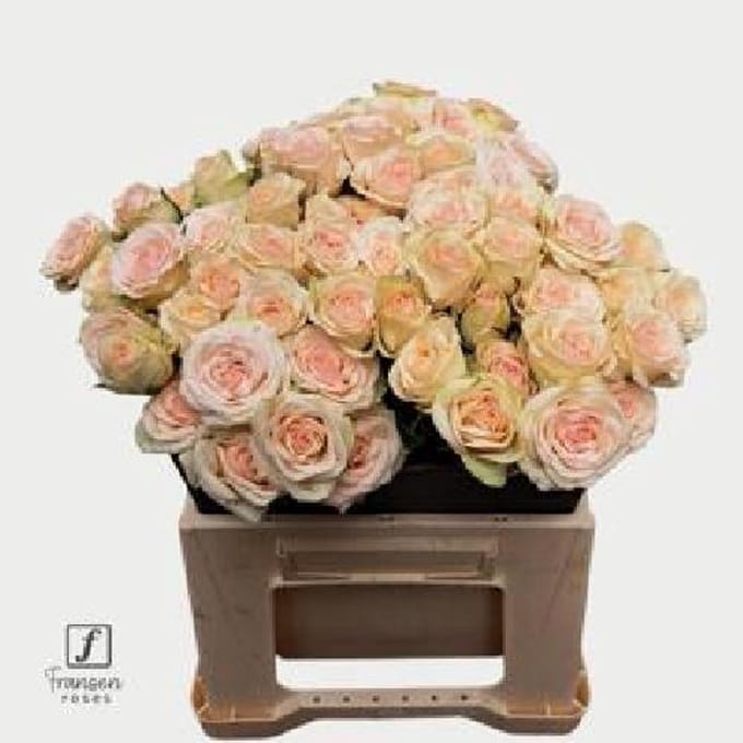 10x Rosa pinky promise 40cm