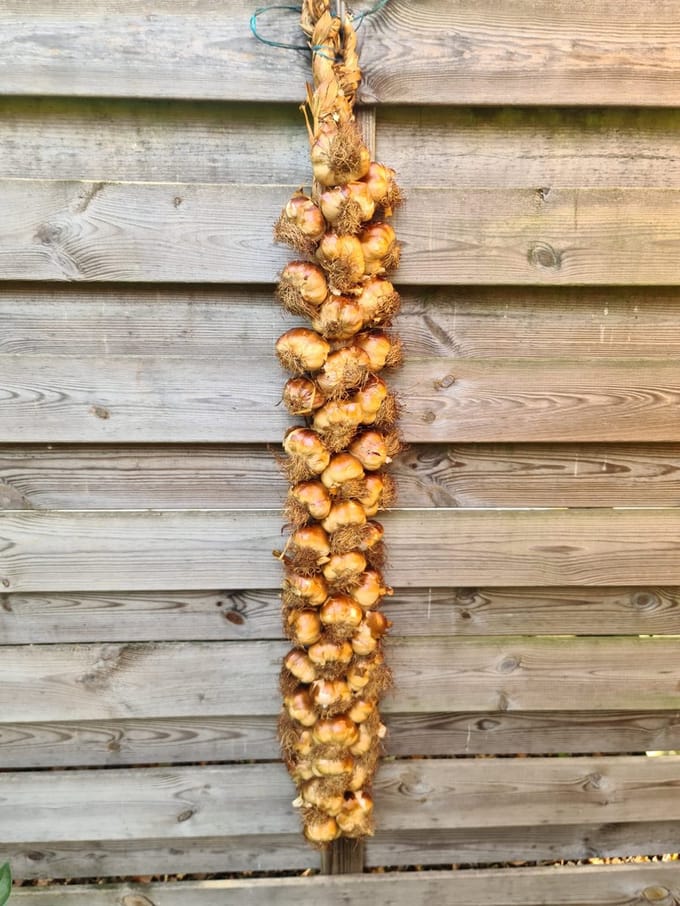 Gerookte knoflook streng - 45 bollen - uit Frankrijk!