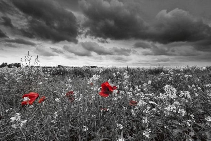 Fotobehang - Poppies Black 375x250cm - Vliesbehang