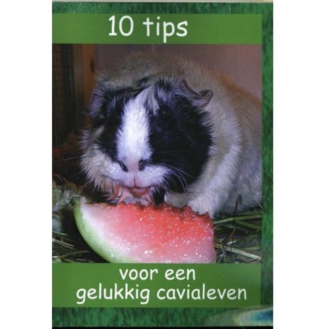 10 Tips Voor Een Gelukkig Cavialeven - De Grote Cavia