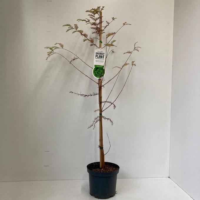 Taxodium distichum - Moerascipres | 80-100 cm pot
