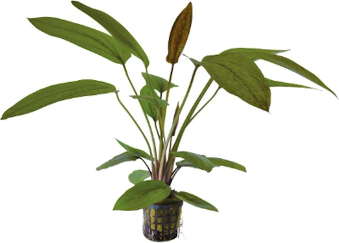 Aquafleur Echinodorus Sunset in 5 cm pot P5 Pot