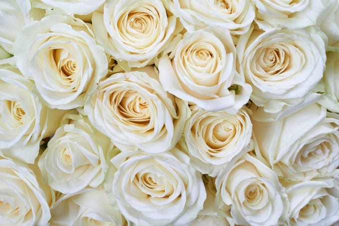 Fotobehang - White Roses 375x250cm - Vliesbehang