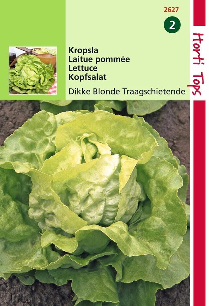 2 stuks - Hortitops - Kropsla Grosse Blonde Dikke Blonde Traagsch.