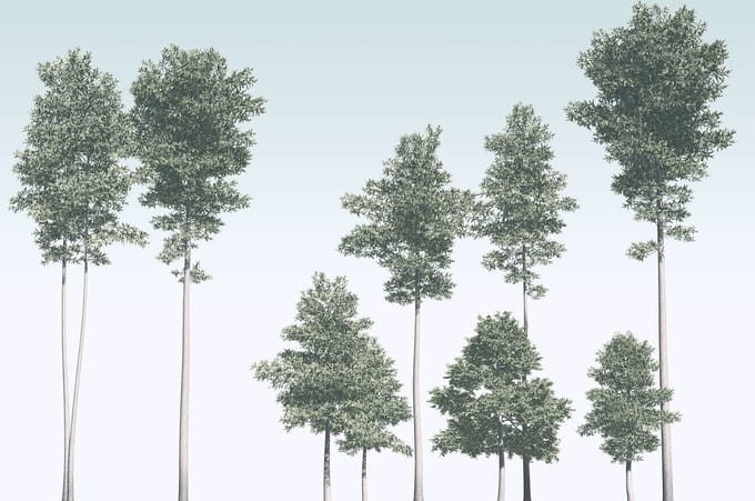 Fotobehang - Pines 400x280cm - Vliesbehang