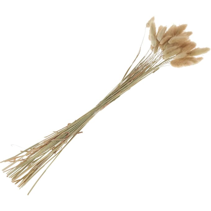 Lagurus