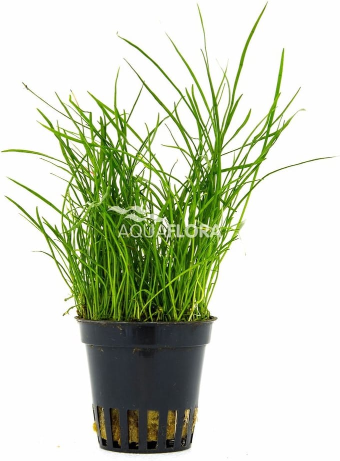 Aquaflora Pilularia Globulifera | Pilvaren | in 5 cm pot