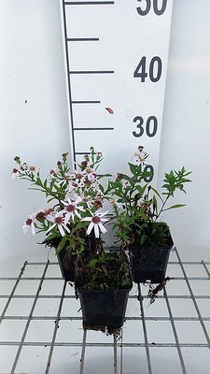 6x Aster - Aster dum. 'Snowsprite' | 9x9 cm pot