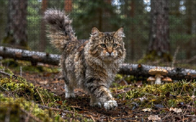 Puzzel Noorse boskat in het bos | 1000 stukjes | Dierenpuzzel | Kattenpuzzel