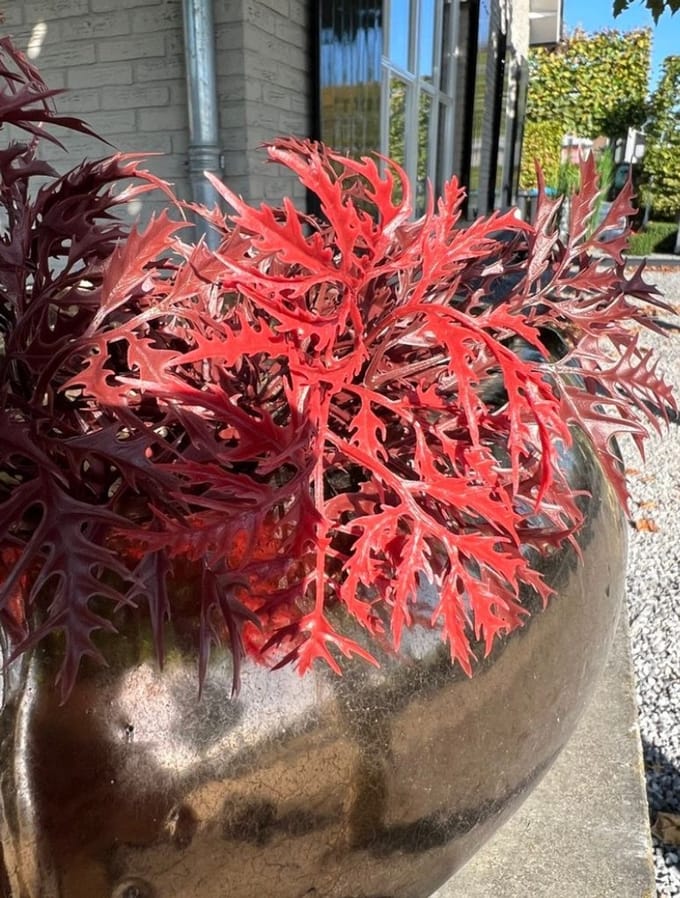 Ming Aralia burgundy tak 50cm UV