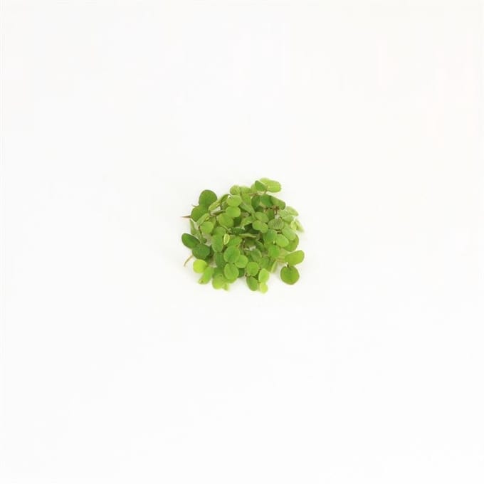Drijfplanten Aquarium - Salvinia Minima - 200CC - Moerings