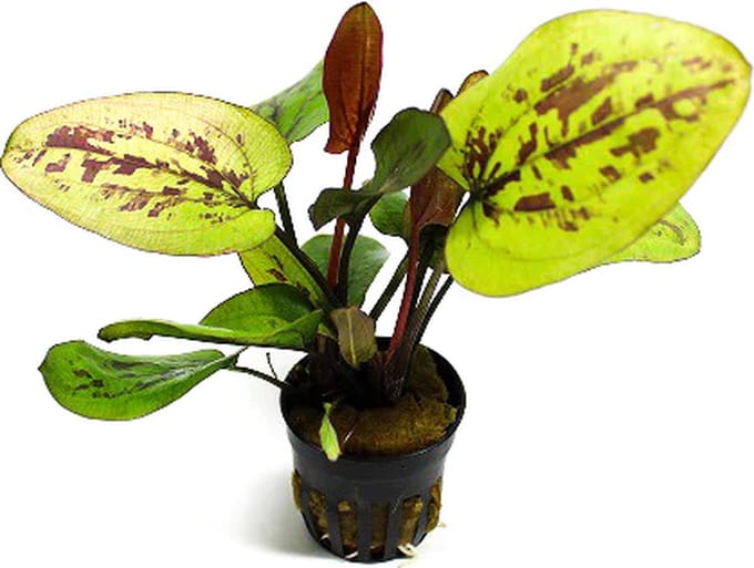 Moerings Echinodorus chocolate marble | Zwaardplant | in 5 cm pot
