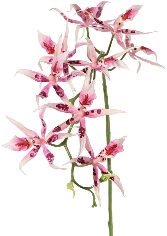 Spiderorchidee brassia roze met 9 bloemen & 2 plastic knoppen kunst...