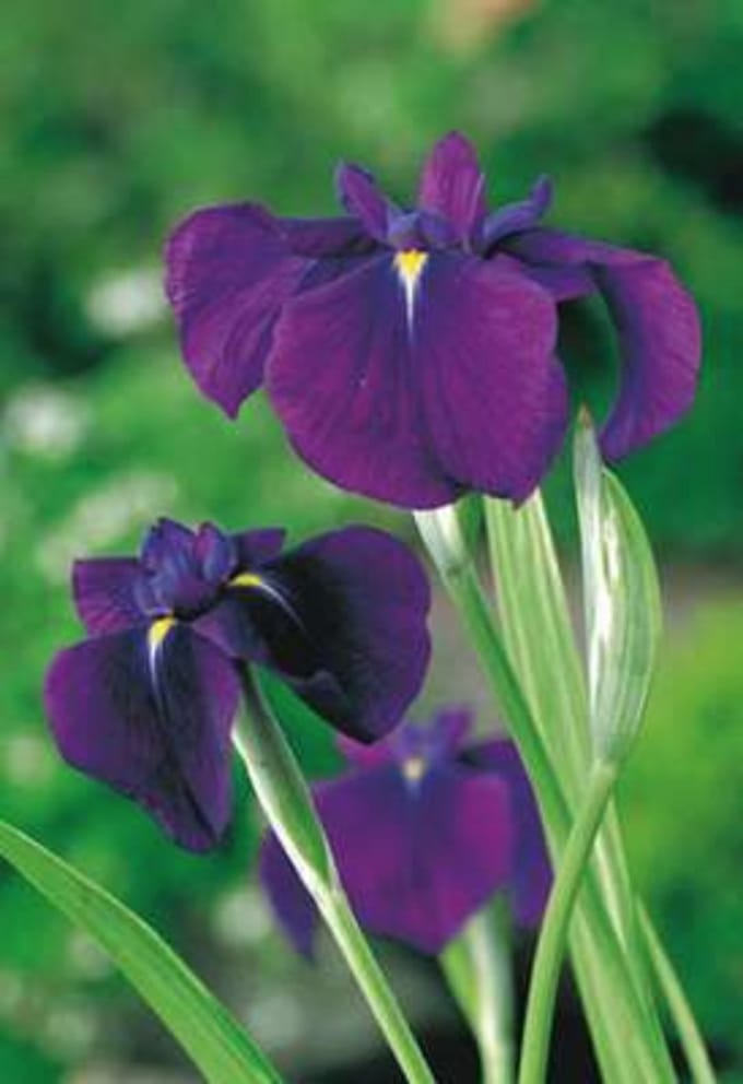 6 x Iris ensata 'Variegata' - BONTE JAPANSE IRIS, BONTBLADIGE JAPANSE LIS - pot 9 x 9 cm