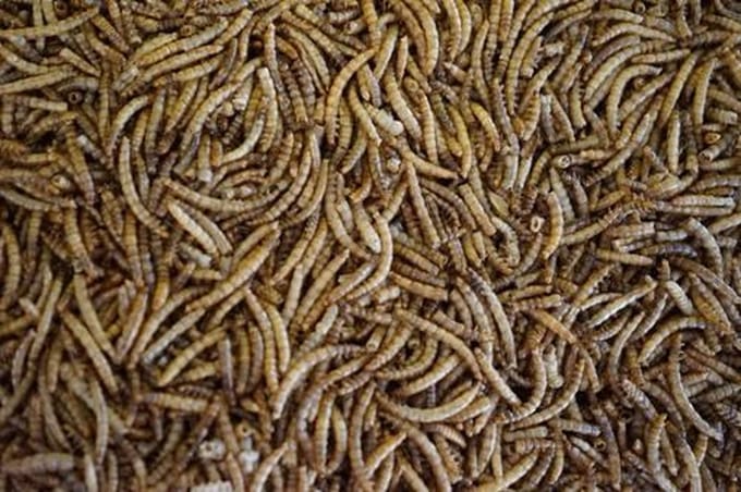 Meelwormen - Kippenvoer - 60 Liter - 10 kg