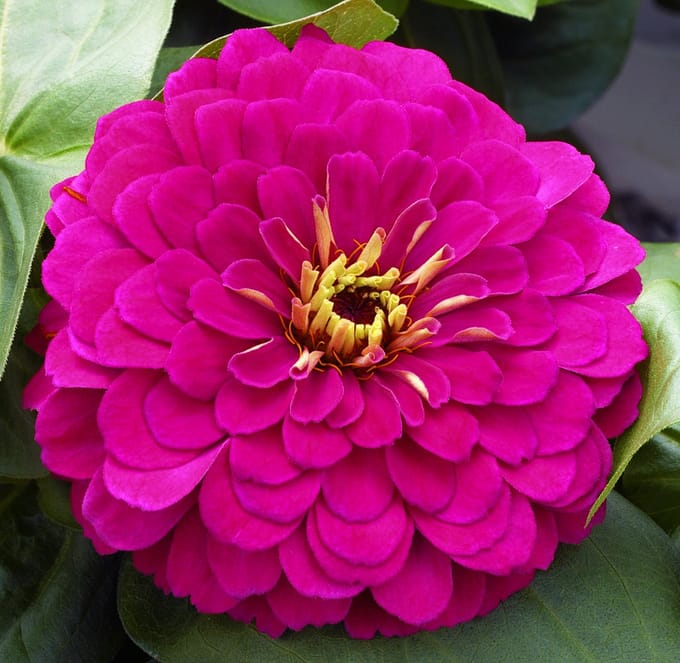 Zinnia elegans Columbus Cherry F1 ca 100 zaden