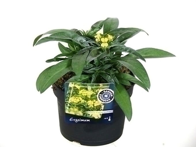 6x Muurbloem - Erysimum hybr. Yellow Bird' | 9x9 cm pot