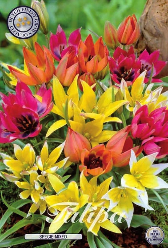 Specie Mix Botanical Tulpen Bollen 10 stuks bolmaat 6/7