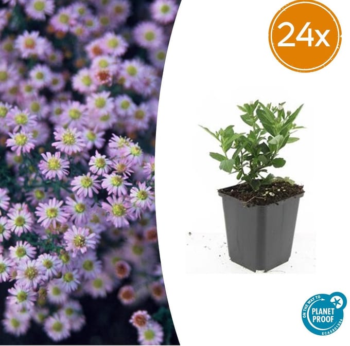 Aster ageratoides 'Stardust' | 24 stuks | Herfstasters | Tuinplanten
