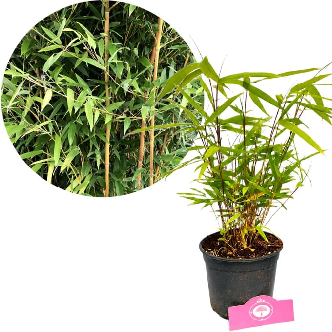 Fargesia Rufa, Bamboe, Hoogte 30cm, 2 liter pot