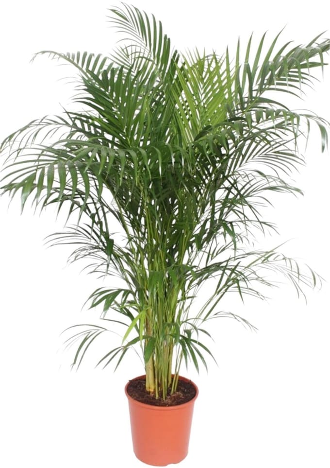 Dypsis Lutescens (Areca Palm) - 160 cm - ø30
