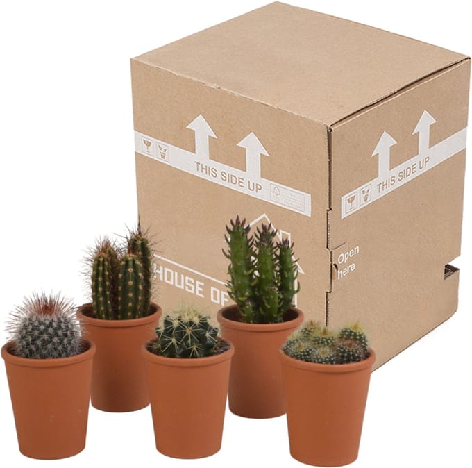 Cactus mix 5.5 cm in terracotta pot | 5 stuks