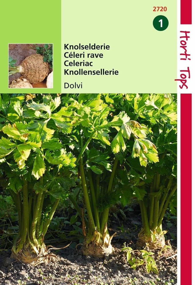 2 stuks - Hortitops - Knolselderie Dolvi, Verb. Prager Reuzen