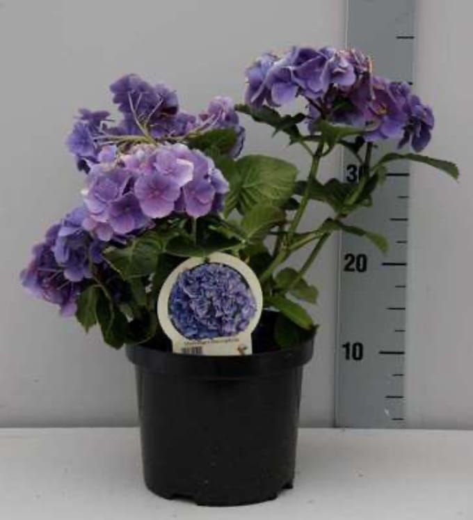 Hydrangea macrophylla (blauw) - Hortensia / bolhortensia - 25 - 30 cm in pot