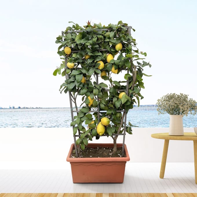 Citrus Lemon op rek - 160cm