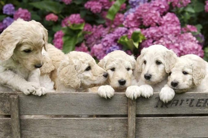 Fotobehang - Labrador Puppies 375x250cm - Vliesbehang