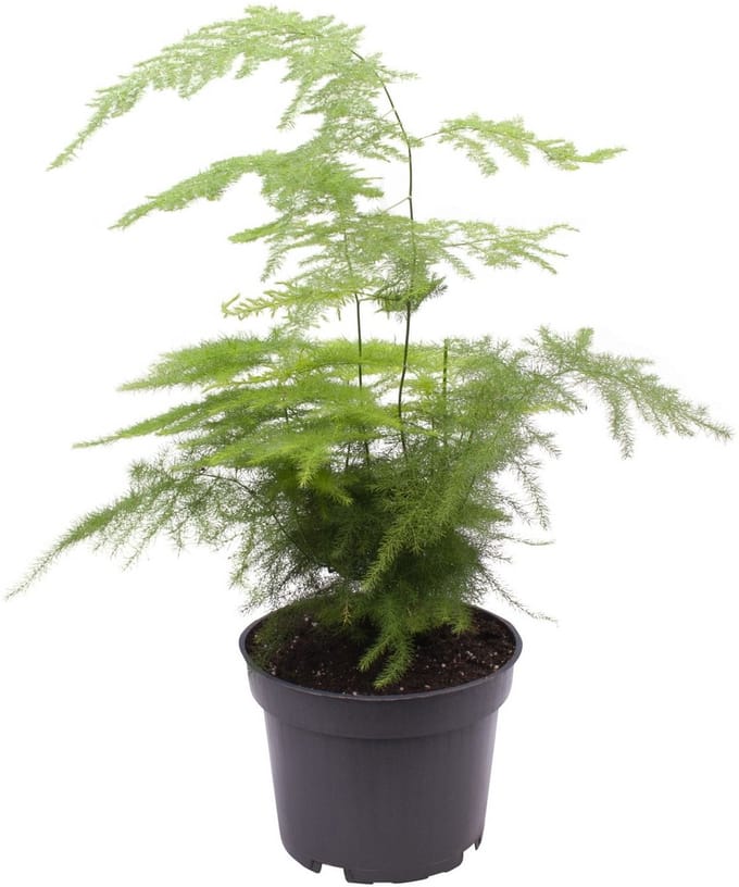 7cm Asparagus plumosus - Hoogte 15cm - Pot 7cm