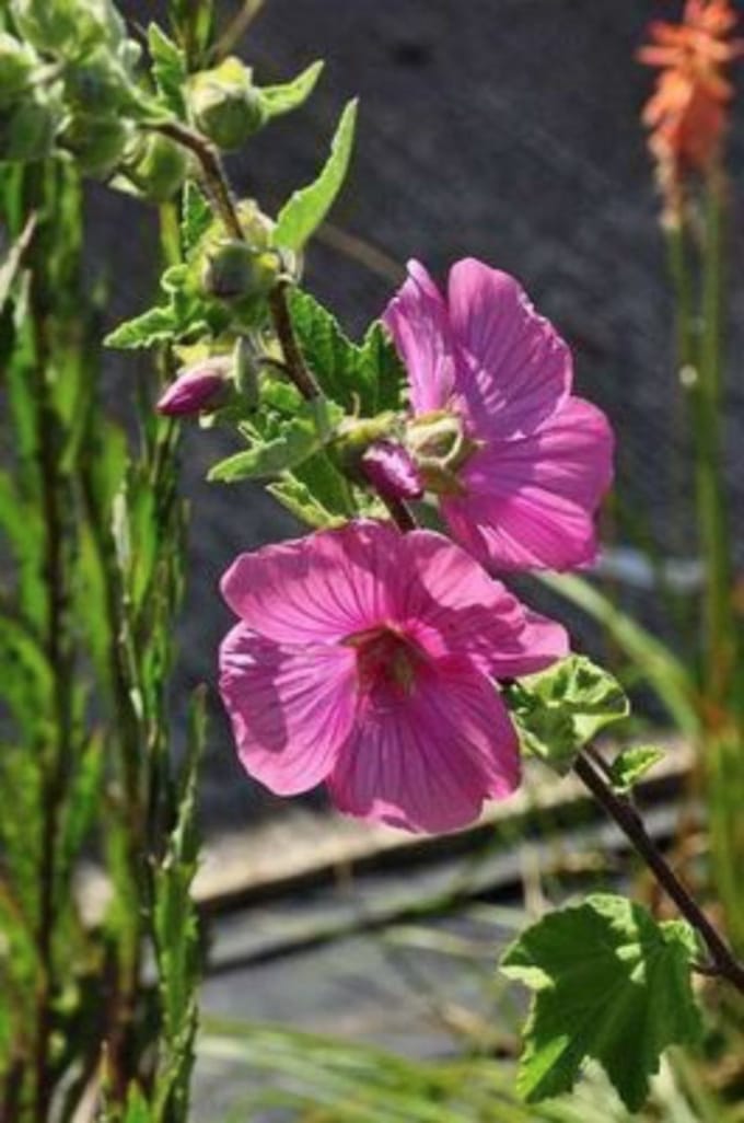 Lavatera 'Bredon Springs' - Malvastruik, Struikmalva 25 - 30 cm in pot