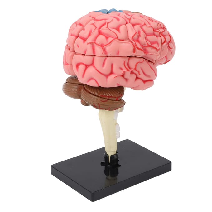 Hersenmodel Neuroanatomie Structuur Onderwijstool Menselijke Hersenen Anatomisch Model met Basis voor pink