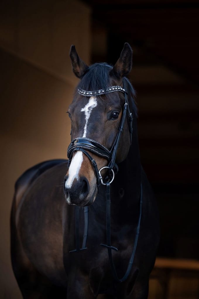 HB Hoofdstel It is So Special Zwart/Zilver - Cob | Rood | Hoofdstel paard