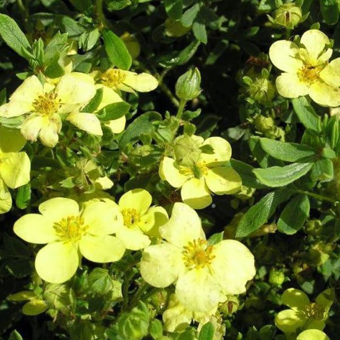 Potentilla Fruticosa 'Maanelys'  - Struikganzerik 25-30 cm pot