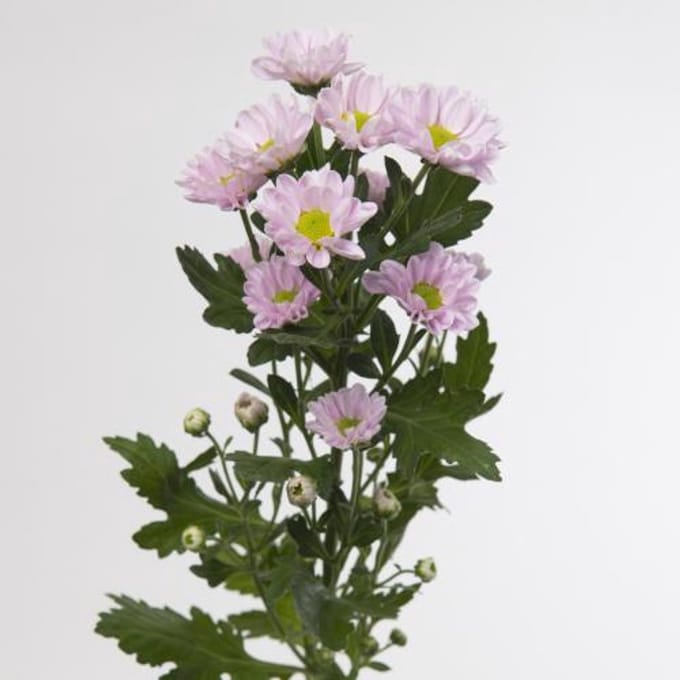25x Chrysant san.rossi pink 50cm