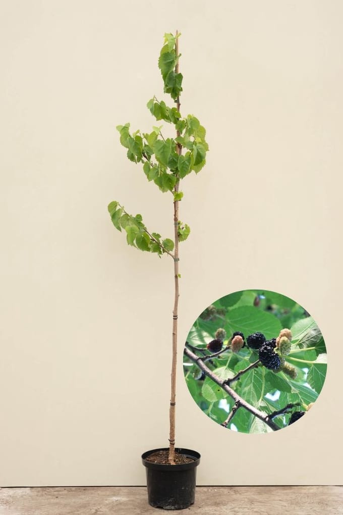 Jonge Zwarte Moerbei boom | Morus nigra | 100-150cm hoogte