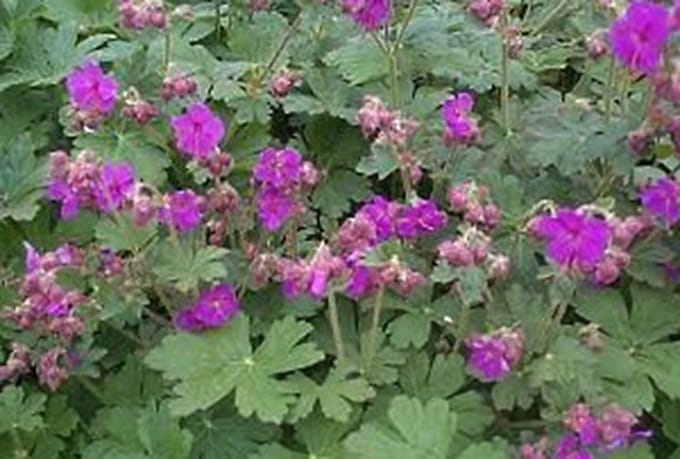 6x Geranium - Geranium macr. 'Bevan's Variety' | 9x9 cm pot