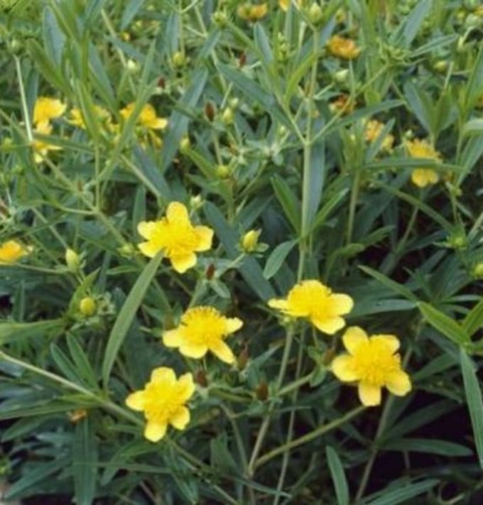 Hypericum kalm. 'Gemo' - Herfsthooi, Sint Janskruid 30- 40 cm in pot