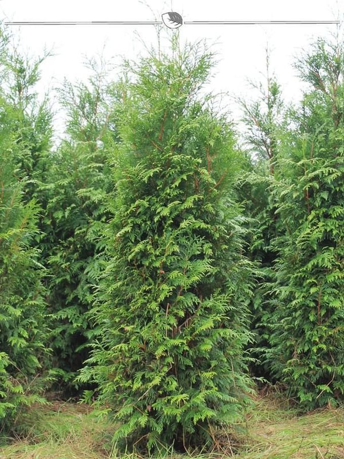 Levensboom Thuja plicata Atrovirens 180-200 cm, 7x Haagplant