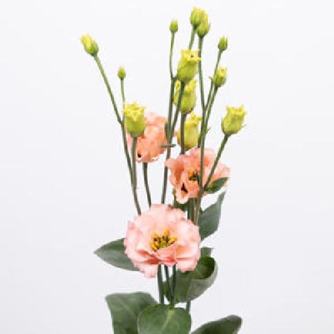 10x Eust.sabrina orange du 70cm