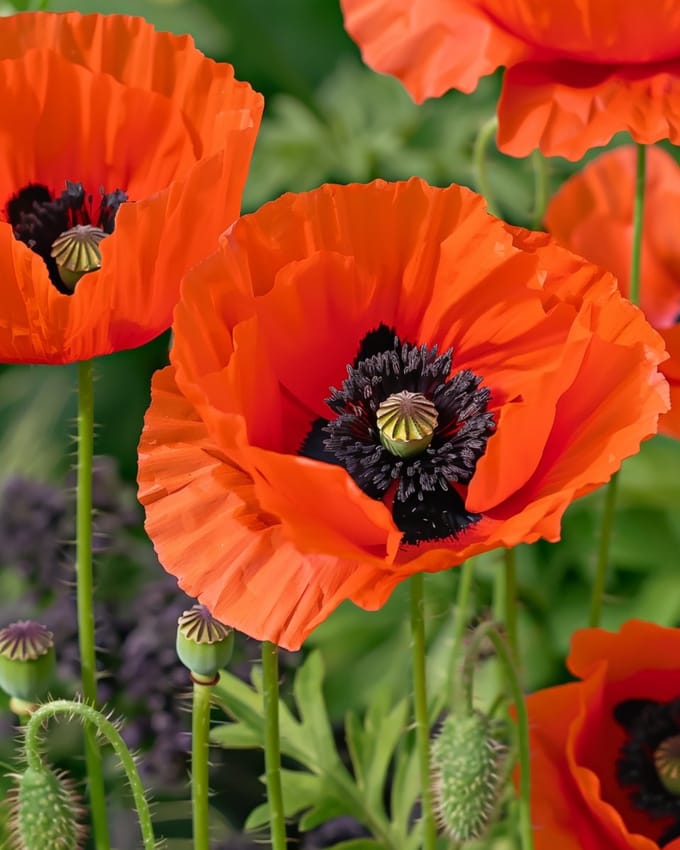 2 sets - Oosterse Klaproos Zaden Papaver Orientale Meerjarig Gemengd